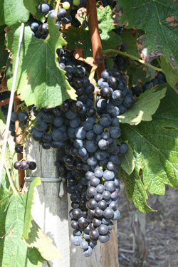 Vin de Pays Charentais Tarin Vin de Pays Charentais Tarin
